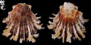 中華海菊蛤1