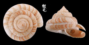 大西洋翁戎螺 Pleurotomaria atlantica 
