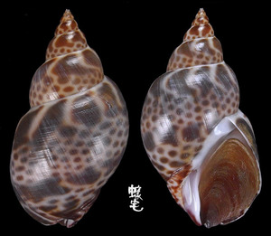 日本鳳螺 Babylonia japonica 2