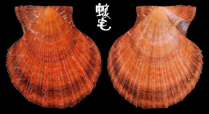 法耳海扇蛤