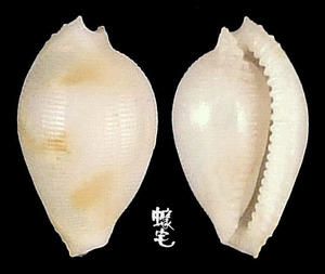 阿當嵩海兔螺 Pseudocypraea adamsonii
