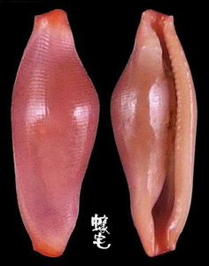 菱角海兔螺