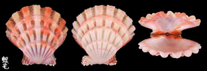 珊瑚海扇蛤