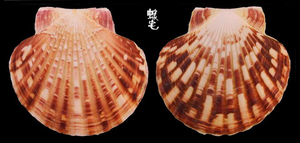 瑪卡莎海扇蛤1