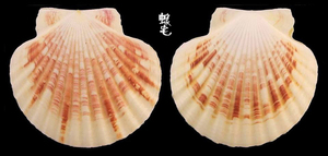 瑪卡莎海扇蛤2