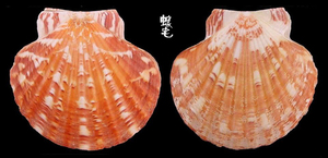瑪卡莎海扇蛤5