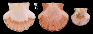 中華海扇蛤5