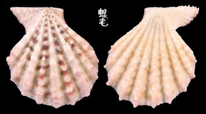 露珠海扇蛤1