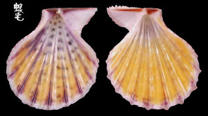 露珠海扇蛤2
