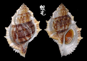 赤蛙螺 Bufonaria rana 3