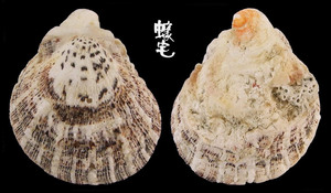 中華海菊蛤2