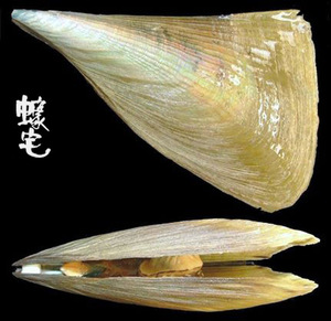 牛角江珧蛤1