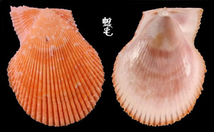 法國海扇蛤 Chlamys varia 2