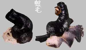 黑蛇螺