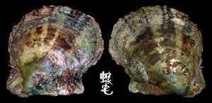 日本真珠蛤 Pinctada martensii 1