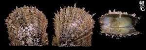 日本真珠蛤 Pinctada martensii 4