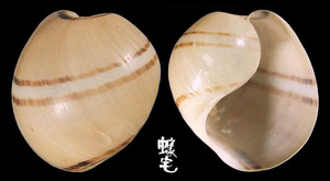 白帶泡螺 Hydatina zonata