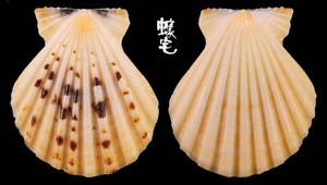 粗肋海扇蛤 Comptopallium radula 5