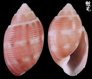 紅斑捻螺 Acteon fabreanus