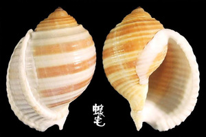 褐帶鶉螺 Tonna sulcosa 6