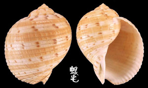 中華鶉螺 Tonna chinensis 6