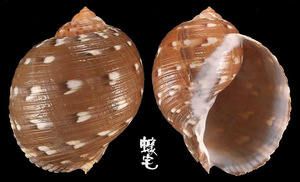 中華鶉螺 Tonna chinensis 7
