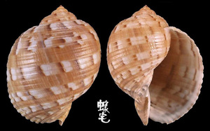 中華鶉螺 Tonna chinensis 9
