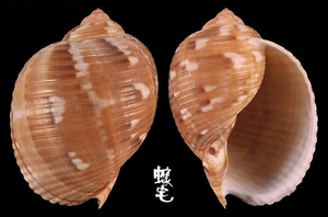 中華鶉螺 Tonna chinensis 10