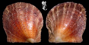 凹珠母蛤 Pinctada fucata