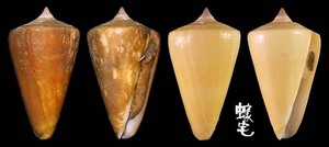 蠟黃芋螺 Conus quercinus 2