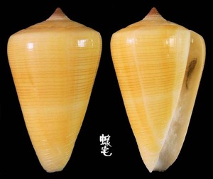 蠟黃芋螺 Conus quercinus 8