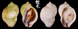 廣口珊瑚螺 Quoyula madreporarum 3
