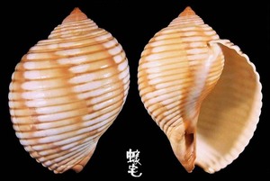 黑口鶉螺 Tonna melanostoma