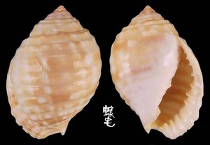 粗齒鶉螺 Malea pomum 1