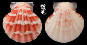 雲嬌海扇蛤 Comptopallium vexillum 5