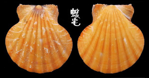 雲嬌海扇蛤 Comptopallium vexillum 7