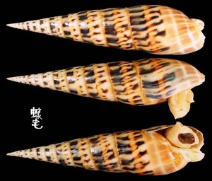 大筍螺 Terebra maculata 2