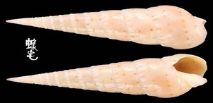 花牙筍螺 Terebra crenulata 4
