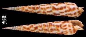 火焰筍螺 Terebra taurina