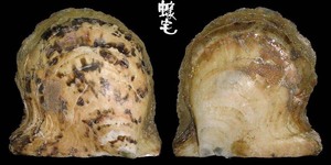 台灣鶯蛤 Pinctada chemnitzii 4
