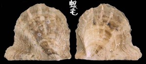 台灣鶯蛤 Pinctada chemnitzii 5