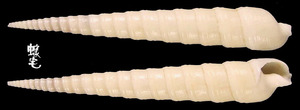 光滑筍螺 Terebra laevigata 1