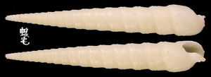 光滑筍螺 Terebra laevigata 3