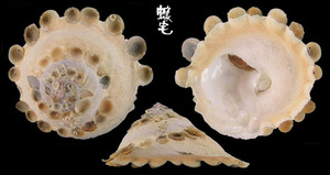 中華綴殼螺 Xenophora chinensis chinensis 3