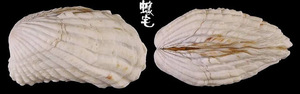 算盤蛤 Cardita variegata 3