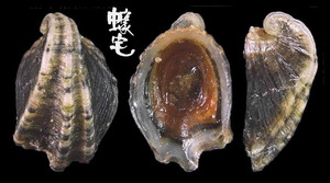 三龍骨毛螺 Amathina tricarinata 1