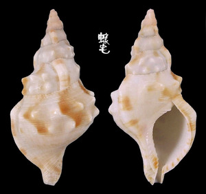 白法螺 Charonia sauliae 6