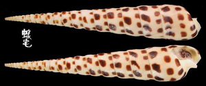 黑斑筍螺 Terebra subulata 1