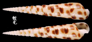 黑斑筍螺 Terebra subulata 2