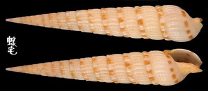 蒼白筍螺 Terebra alveolata 3